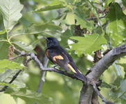 American Redstart 6715